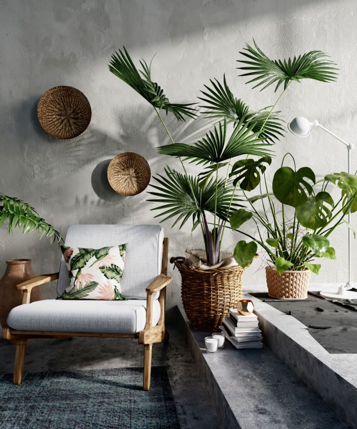 Ливистона круглолистная в интерьере