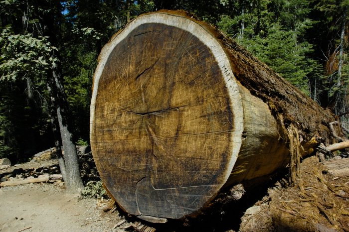 Секвойя древесина изделия