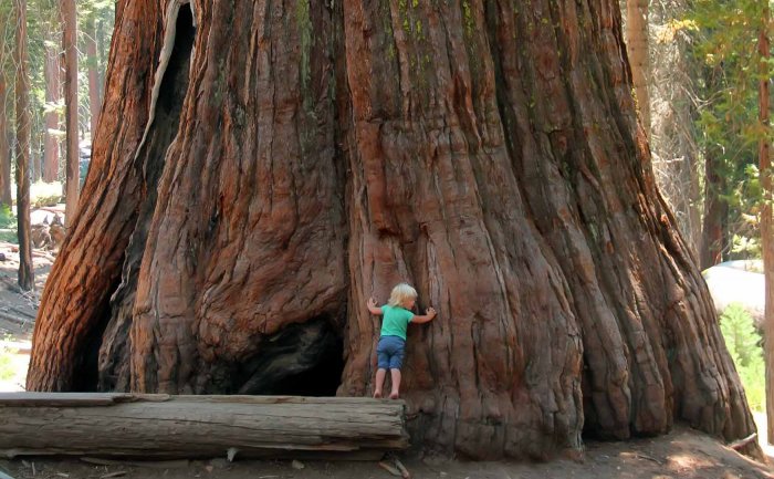Секвойя 135 метров