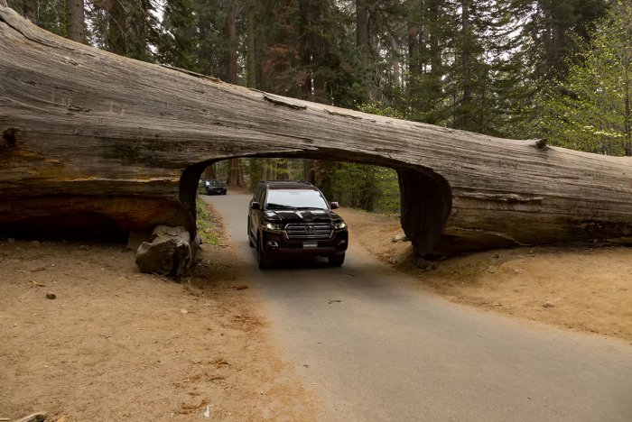 Тоннель в секвойе для машин