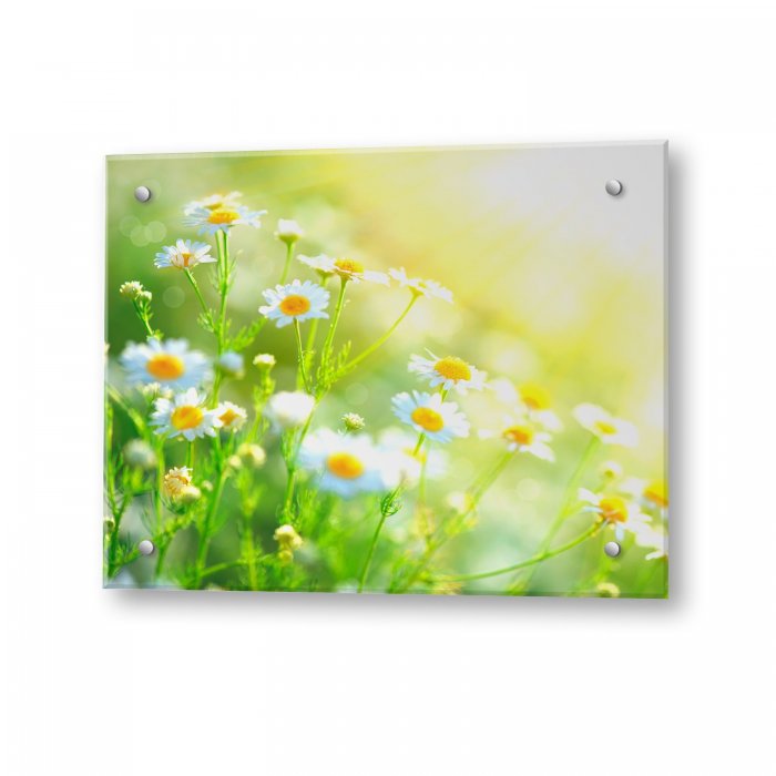 Панель на кухню с ромашками