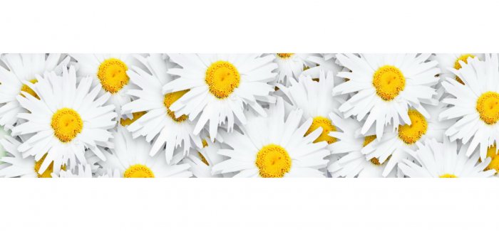 Кухонный фартук крупные ромашки