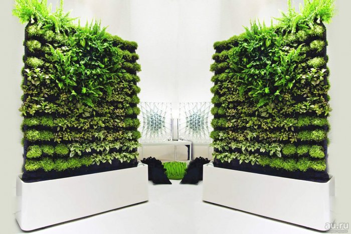 Осока вертикальное Озеленение