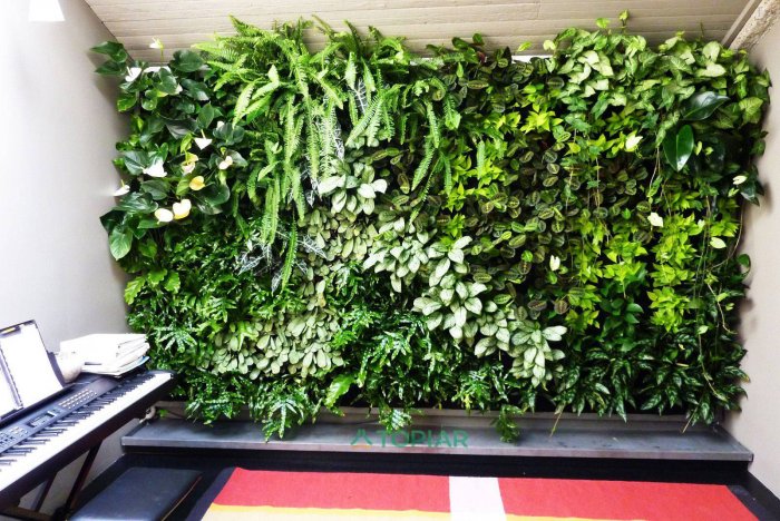 Фитостена Цветущая