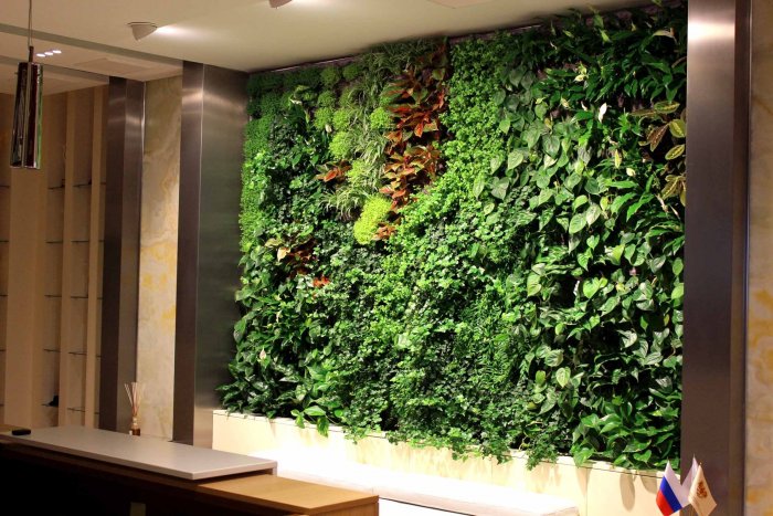 Антуриум фитостена