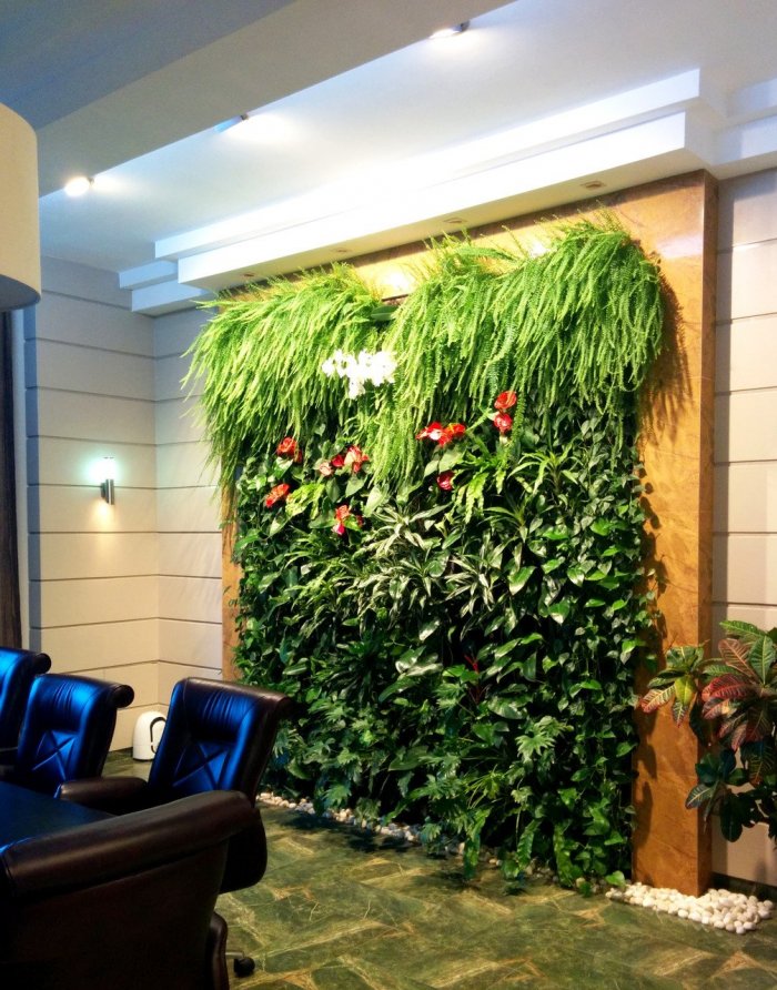 Спатифиллум фитостена