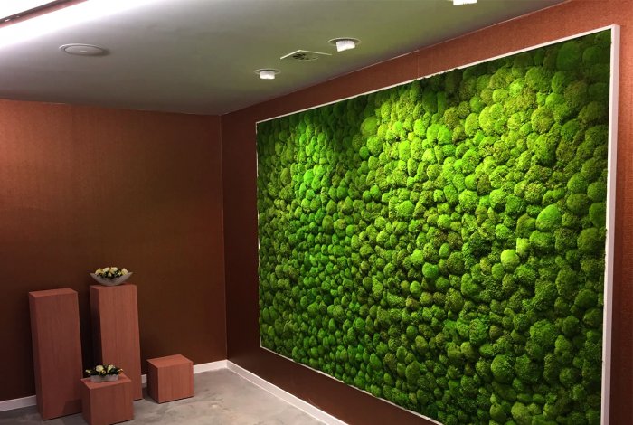 Фитостена мох