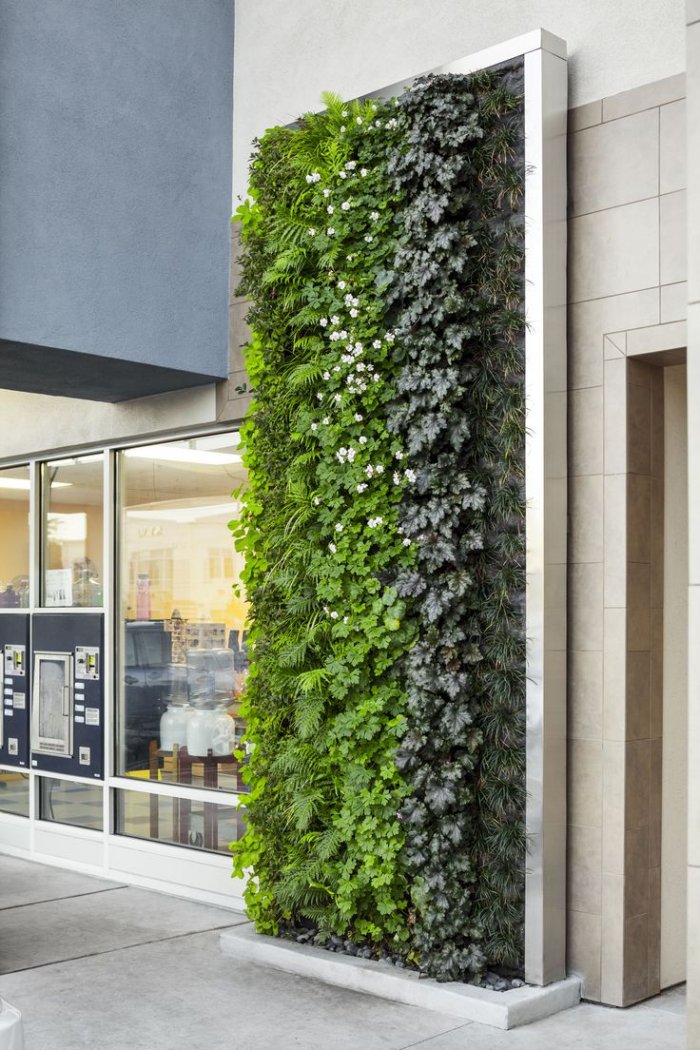 Фитостена Моховая