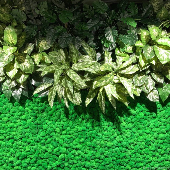 Фитостена мох и листья с логотипом