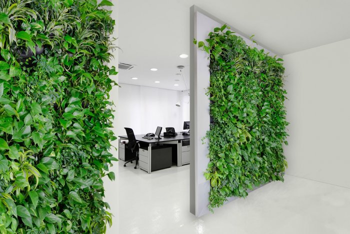 Сциндапсус зеленая стена