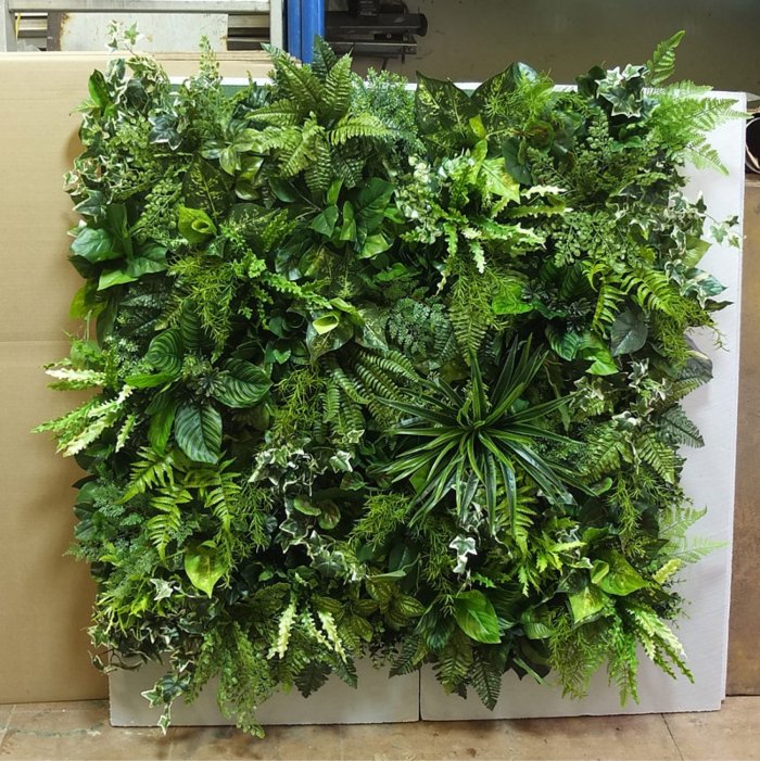 Фитостена Шеффлера