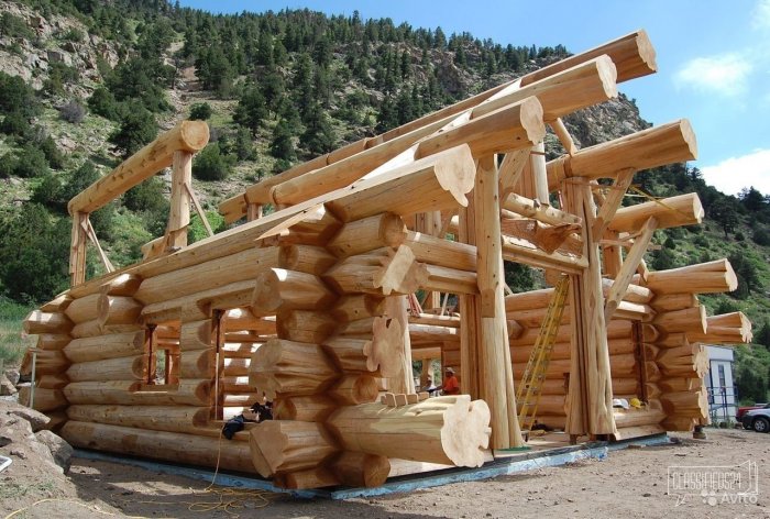 Канадский кедр сруб