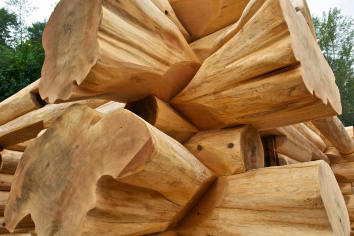 Канадский кедр лафет