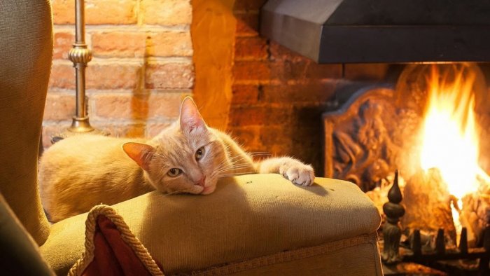 Уютный вечер с кошкой