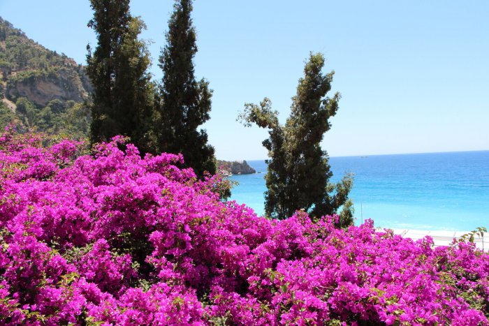 Цветущие кустарники Средиземноморья