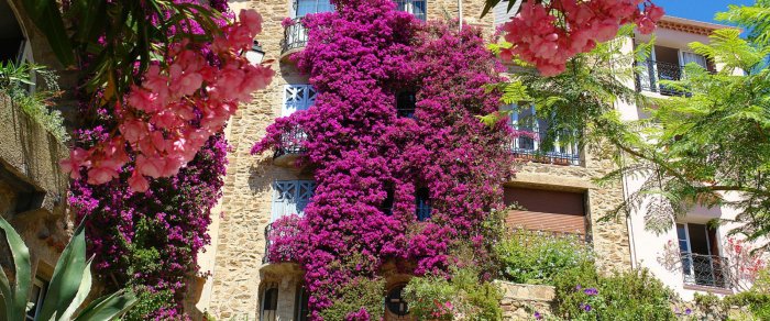 Растительность Черногории