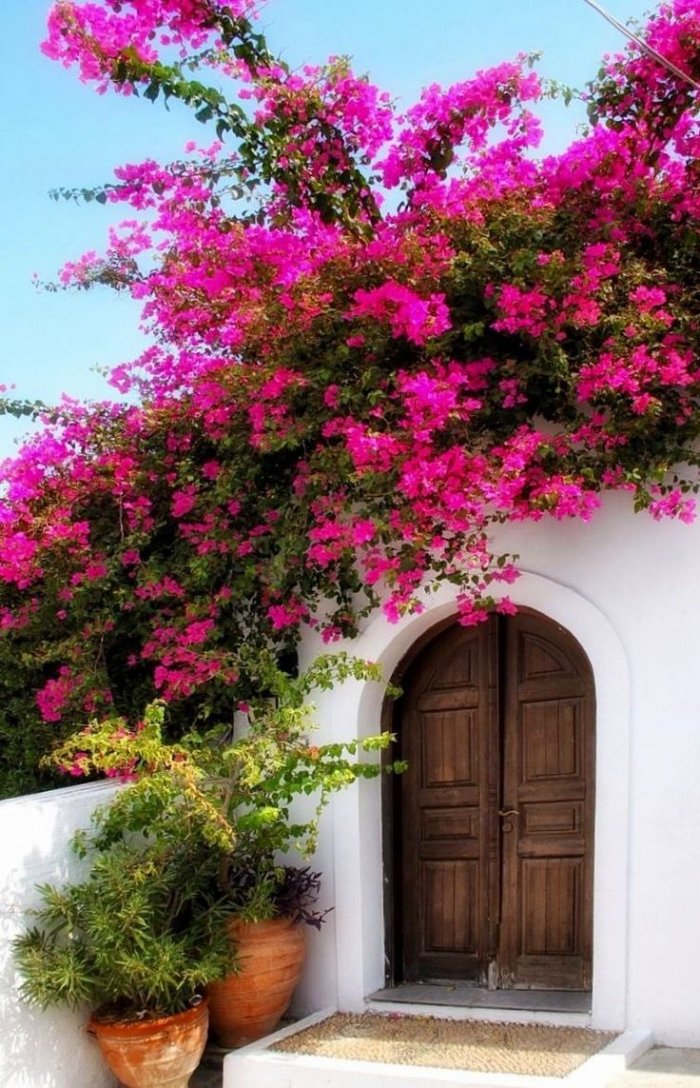 Цветок Лиана бугенвиллия