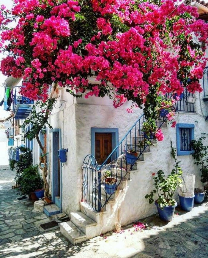 Бугенвиллия в Испании