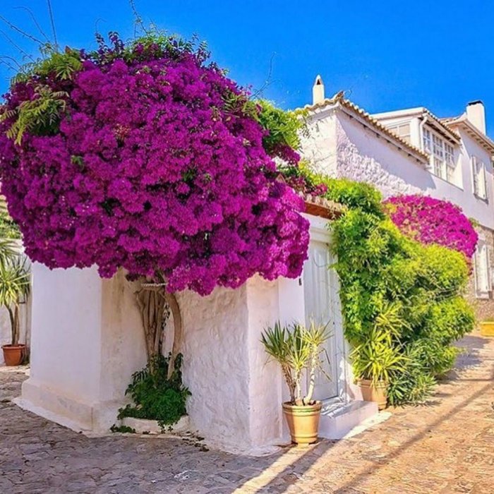 Цветы в Греции бугенвиллия
