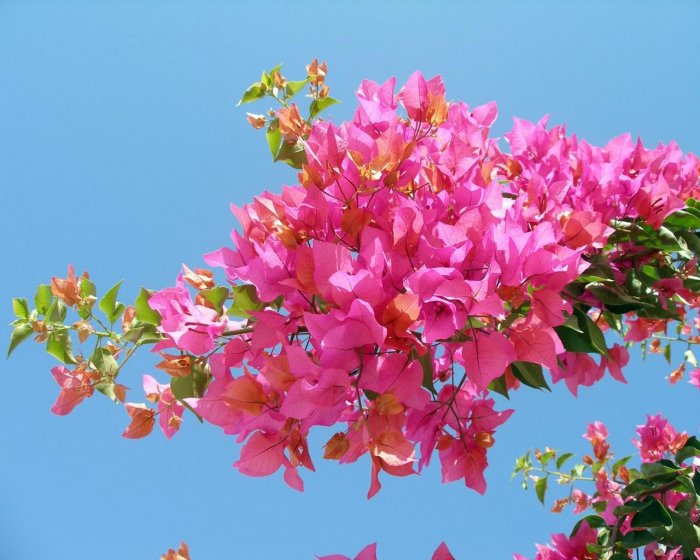 Растение бугенвиллия