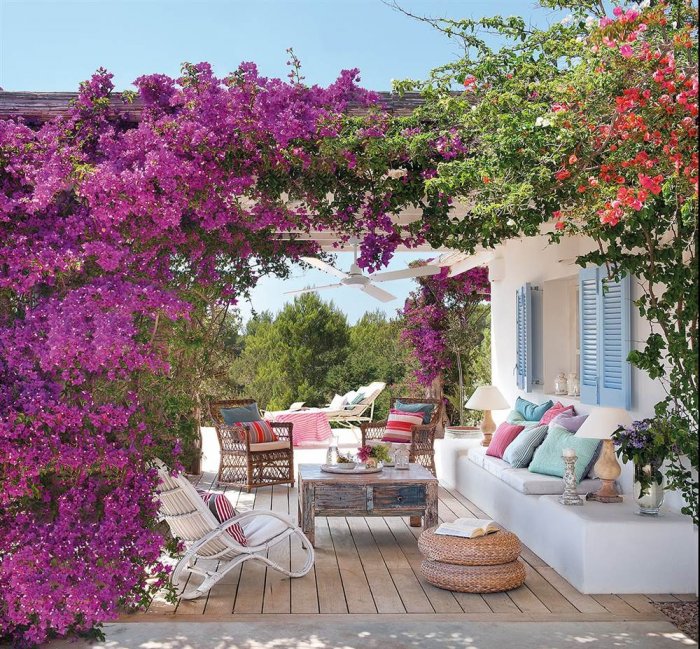 Bougainvillea Майорка