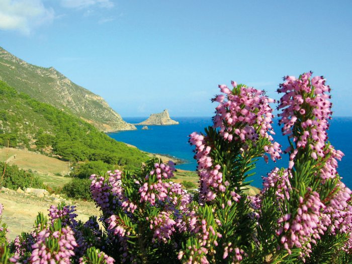 Сицилия растительность