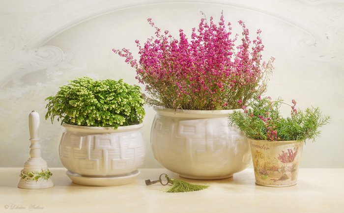 Прованские травы в горшках
