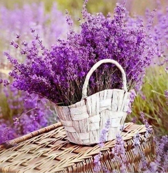 Лаванда рн7