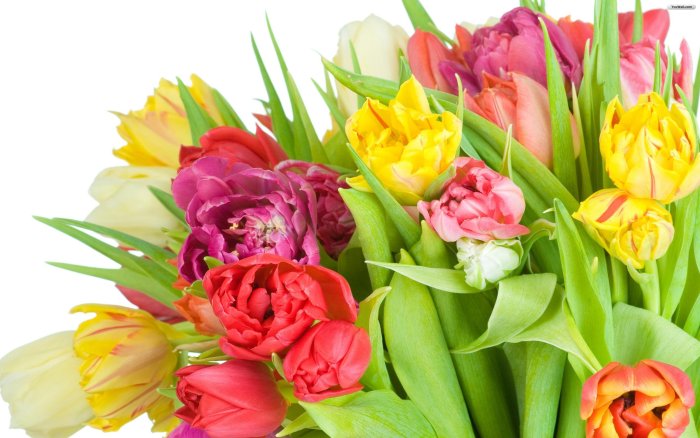 Фловерс Flowers цветы тюльпаны