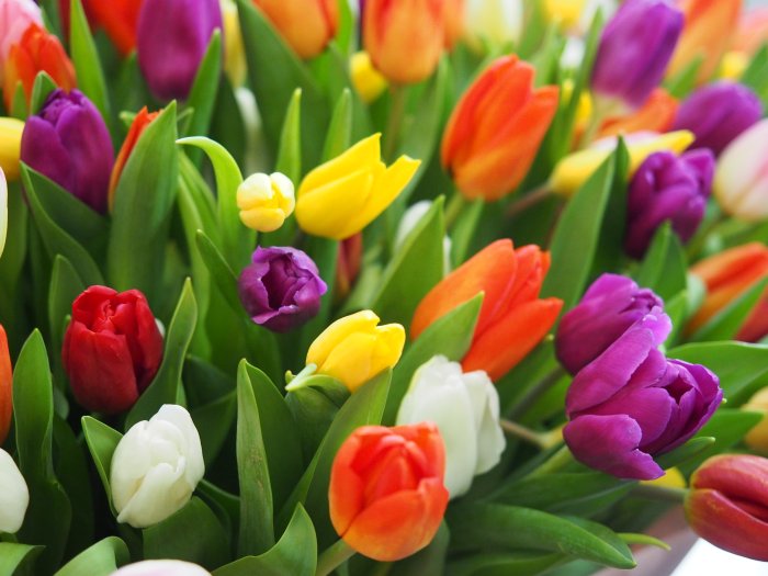 Бланки для поздравлений с днем рождения