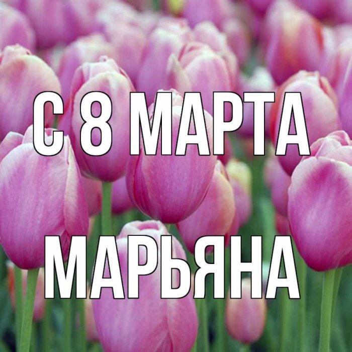 Тюльпан Пинк Сноуи