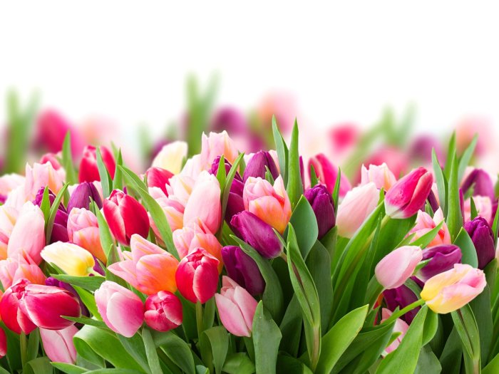 Тюльпаны фон