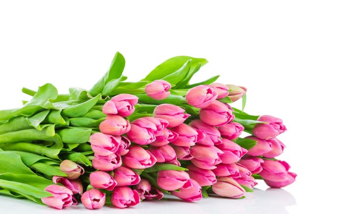 Букет тюльпанов на белом фоне
