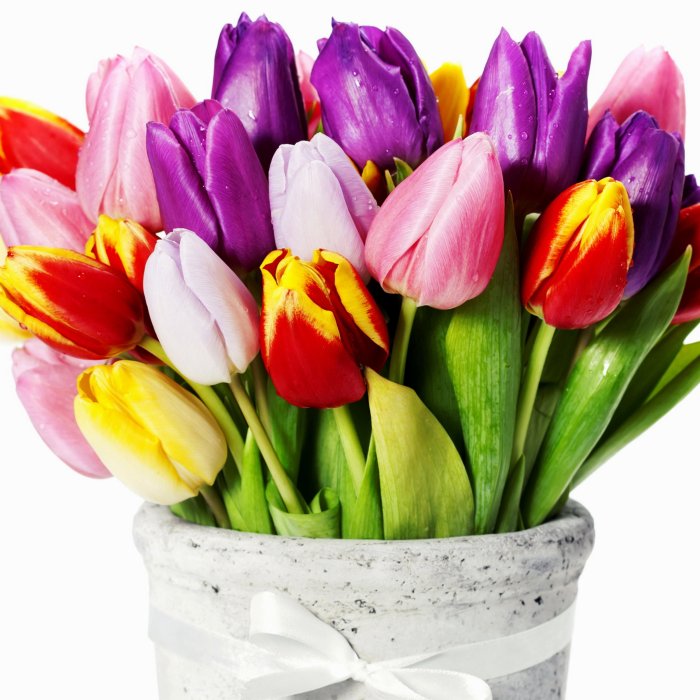 С 8 марта тюльпаны