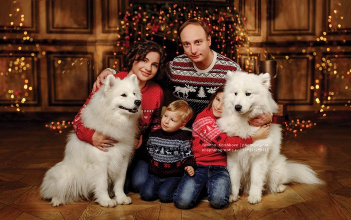 Новогодняя фотосессия с самоедом в студии