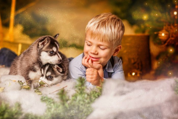 Новогодняя фотосессия с щенками хаски