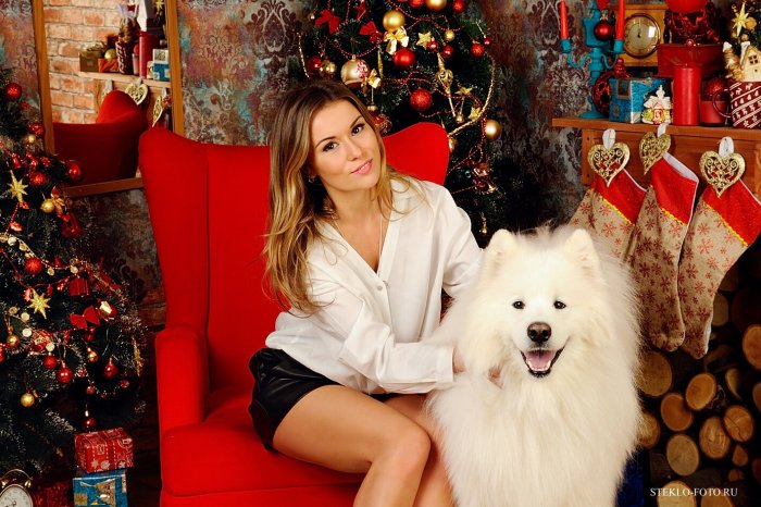 Новогодняя фотосессия с самоедом в студии