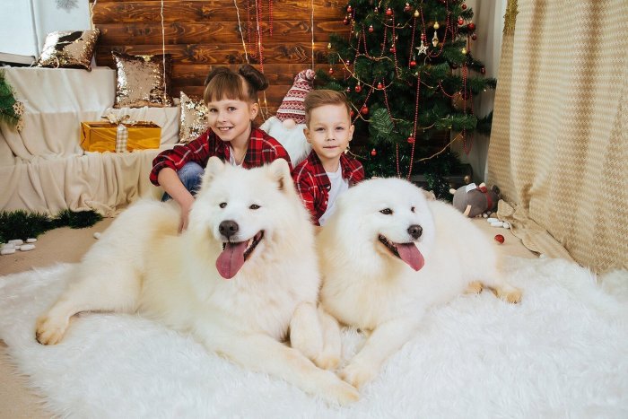 Семейная фотосессия с самоедом