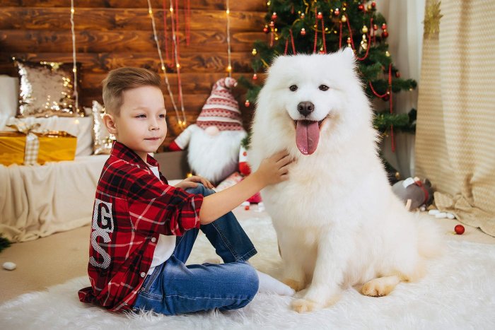 Новогодняя фотосессия с самоедом в студии