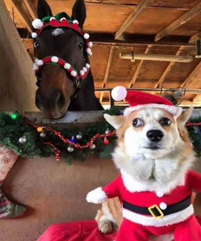 Новогодние животные