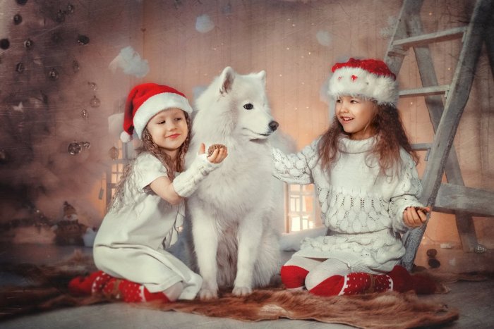 Новогодняя фотосессия с самоедом