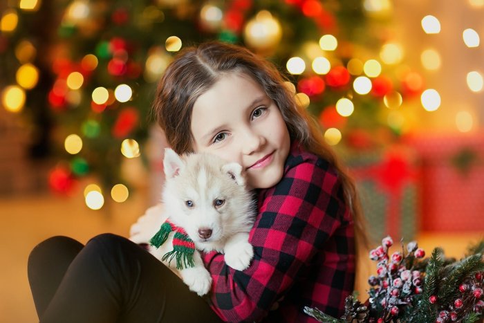 Новогодняя фотосессия с щенками хаски
