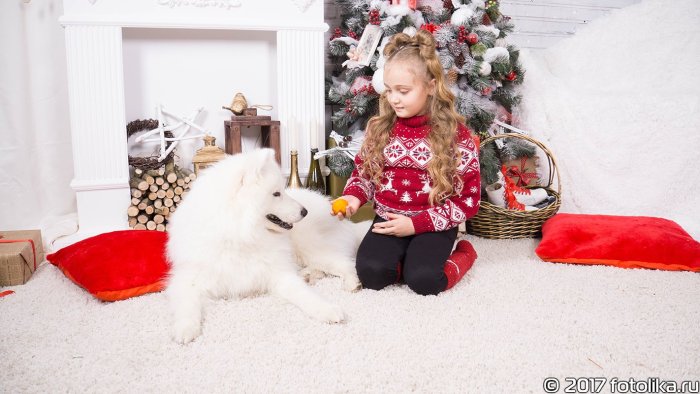 Самоед студия