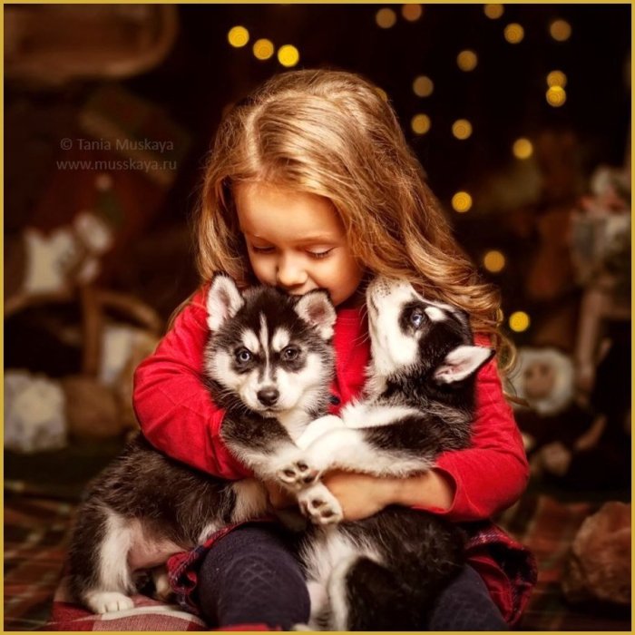 Новогодняя фотосессия с щенками хаски