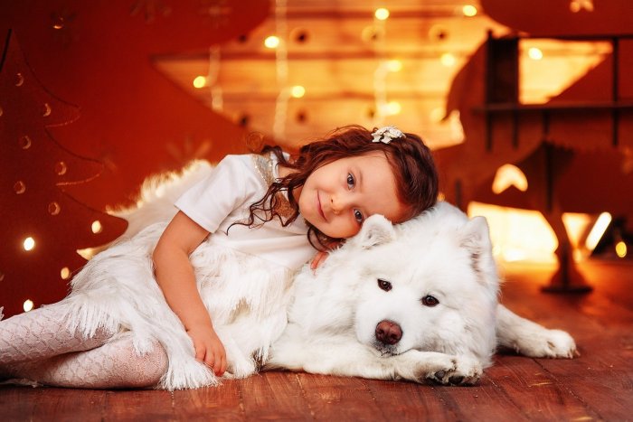 Фотосессия с самоедами