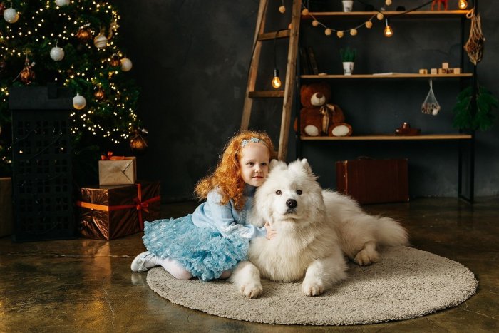 Самоед снежок