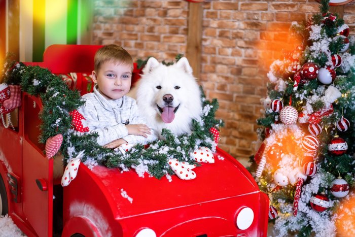 Новогодняя фотосессия с собакой в студии