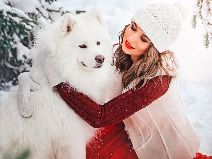 Самоедская лайка