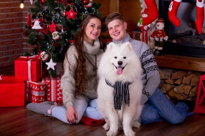 Новогодняя фотосессия с самоедом в студии
