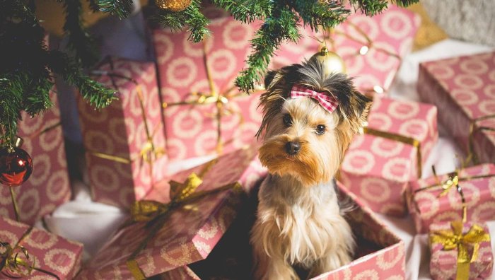Новогодние собаки Йорк